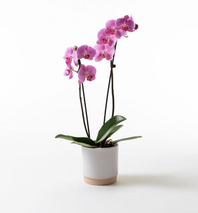 Rosa orkidé i hvit Linnea potte